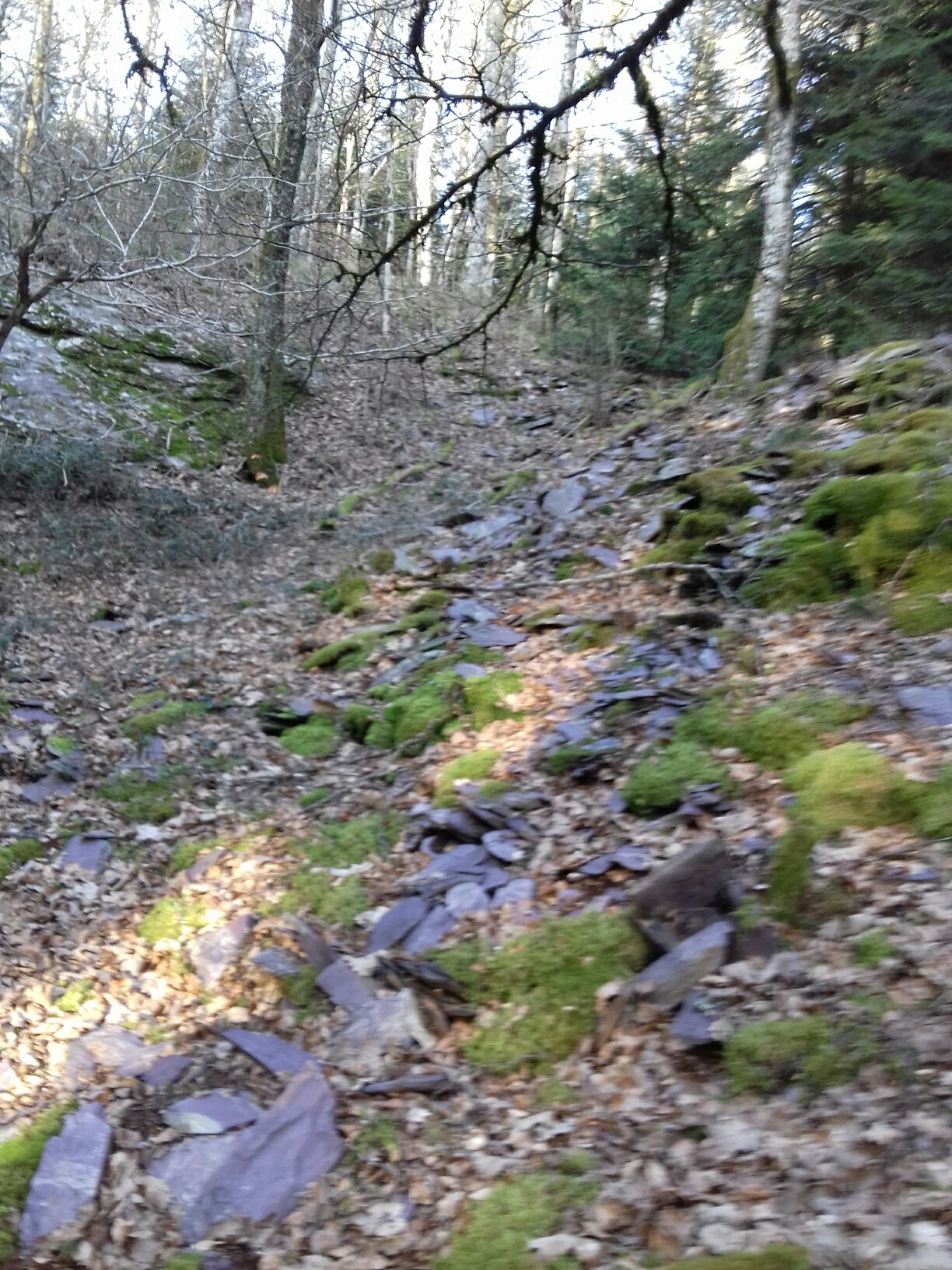 montibergues tas 2021